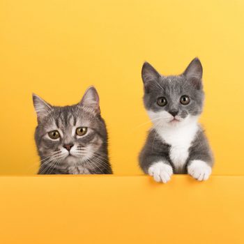 Cute little gray cat and kitten, on a yellow background, looks and plays. Buisiness banner, concept, copy space.