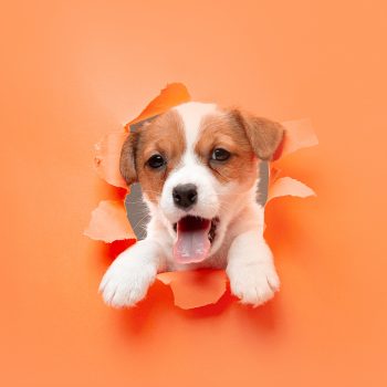 Cute and little doggy posing cheerful isolated on studio background